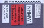 Etiketten zu Cardiophorus negevensis (Platia, 2010) (NHMW-ZOO-COL-0008282)